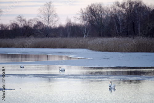 swans on the lake