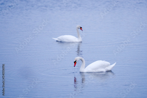swans on the lake
