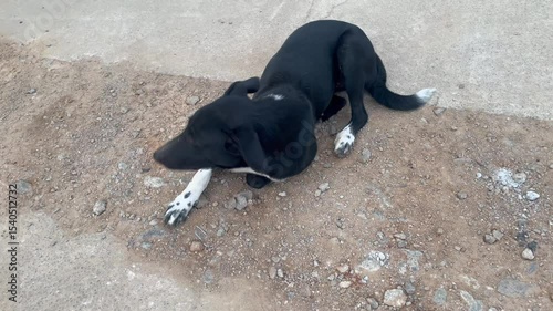 dog on the street