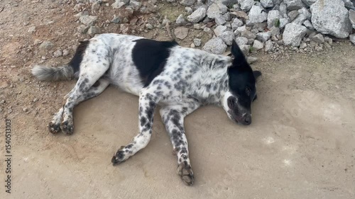 Spotted Stray Dog Sleeping Peacefully on Pavement Near Rubble