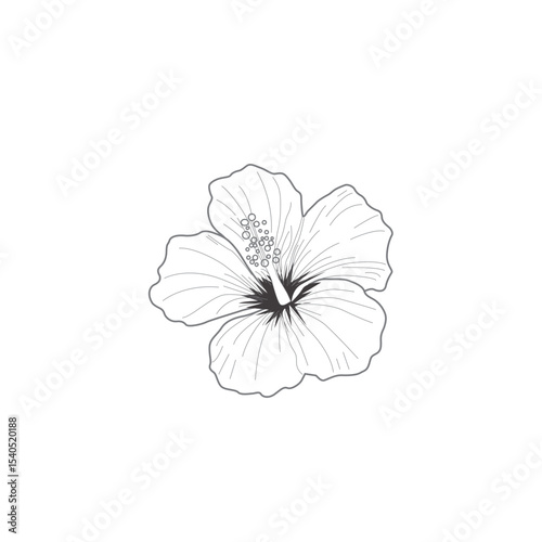 Hibiscus Flower Vector Illustration Red Tropical Blossom