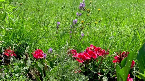 beautiful various flowers in the garden near the field