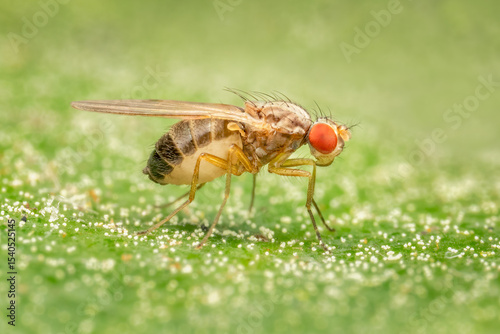 Tiny fruit fly standing on a leaf in my garden on a spring afternoon
