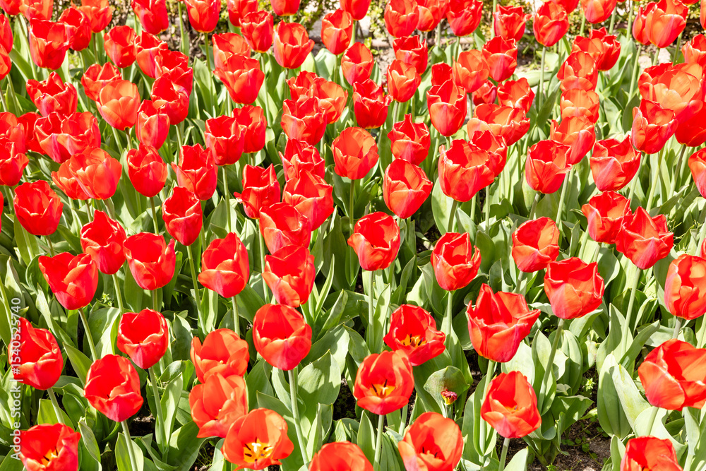 Fototapeta premium flowers of the Tulipa Oxford variety grown in a garden in Madrid