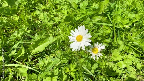 beautiful various flowers in the garden near the field