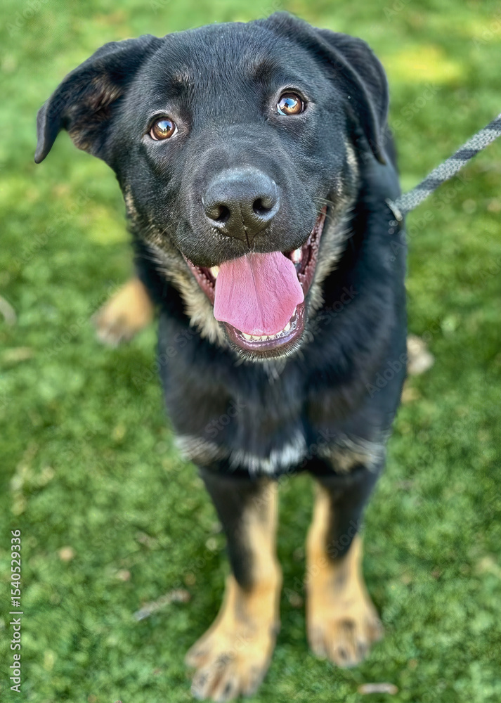 custom made wallpaper toronto digitalBlack and Tan Dog Smiling Brightly on Turf