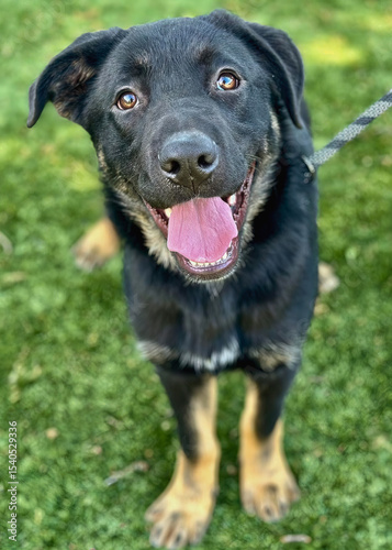 Wallpaper Mural Black and Tan Dog Smiling Brightly on Turf Torontodigital.ca