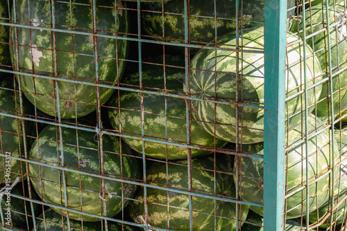 Bunch of watermelons are in a cage. The cage is green and has a metal frame