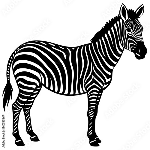 zebra isolated on white