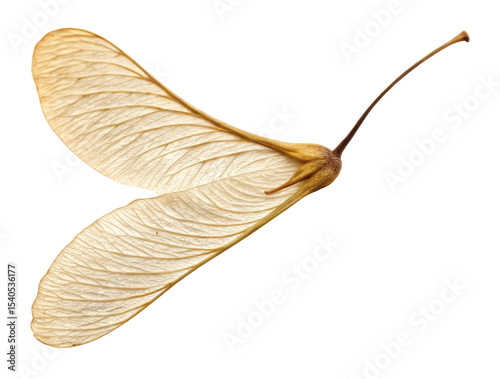 maple seed png winged seed png helicopter seed png botanical seed png tree seed png nature seed png natural seed png transparent background image