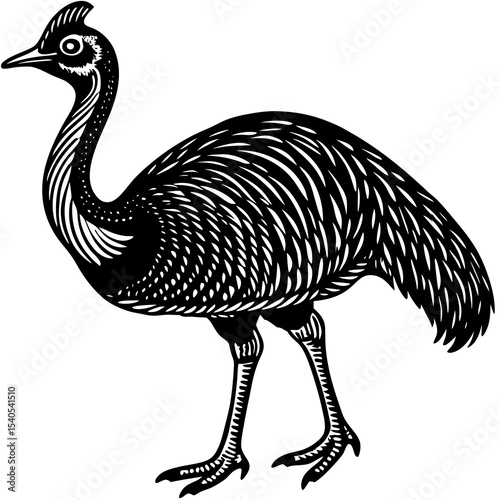 vector illustration of an ostrich