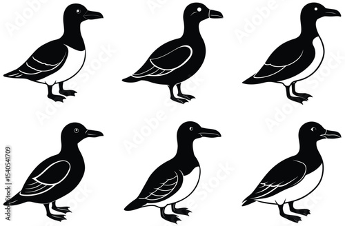 auk vector