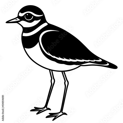 black and white bird