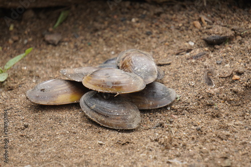  freshwater mussel : A sturdy, hinge‑bound bivalve burrowed in freshwater beds, filtering sediment‑rich water, with muscular foot and intricate shell lures for host fish.
