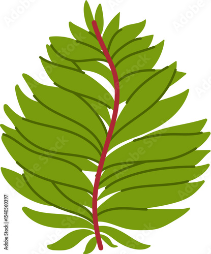 Seaweed or sea algae of coral reef and underwater kelp, vector cartoon alga. Ocean water plant or marine grass and green moss leaf from aquarium, seaweed algae or aquatic weed spirulina and laminaria