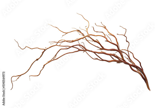 Curly Willow Branch Isolated on Black