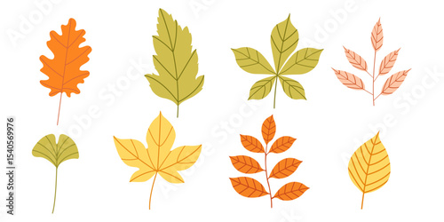A set of fall leaves from different trees, ash, oak, maple, chestnut, birch. Vector illustration Autumn fall