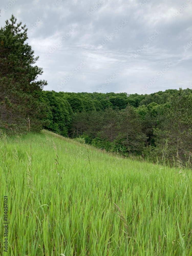 Obraz premium green field and forest