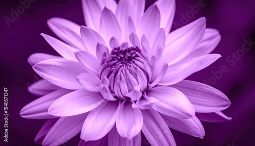 Purple lotus flower