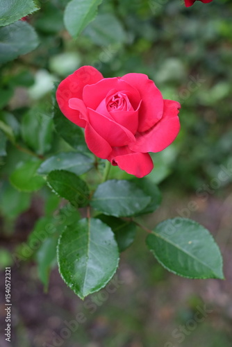 Red rose in the garden 