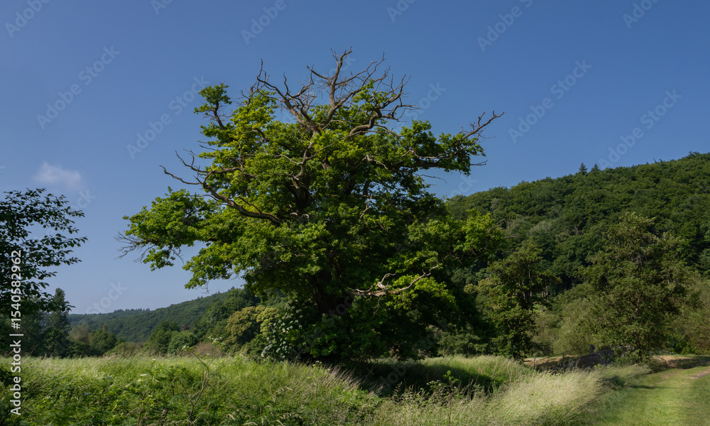 Obraz premium Alte einzelne Eiche auf einem Feld, Äste vertrocknen