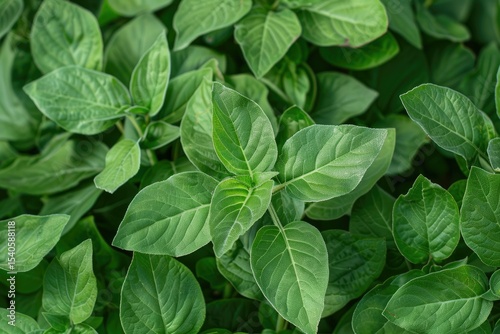 High Definition Picture of Ashwagandha Plants in Garden Setting