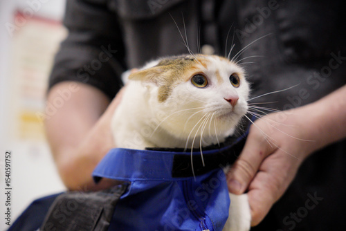 Cat at the veterinarian receiving attentive care