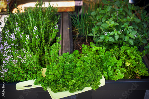 the harvest of parsley in the herbs garden