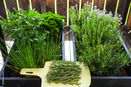 the harvest of rosemary in the herbs garden