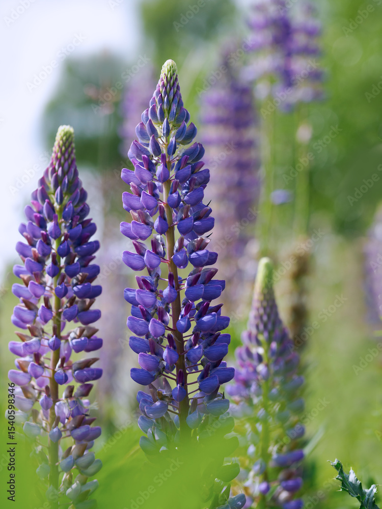Fototapeta premium Blühende Lupinen am Feldrand, Einzelblüte
