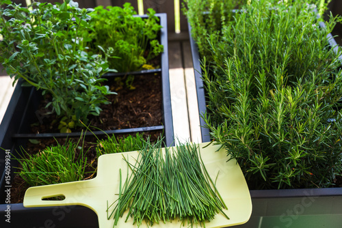 the harvest of chives in the herbs garden