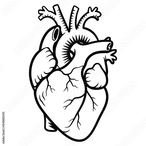 Detailed Black and White Line Art Illustration of a Human Heart Anatomy Showing Chambers
