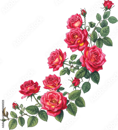 Curved rose bouquet floral vector artwork. Romantic red roses vintage floral decor. Watercolor roses in elegant curve shape. Red rose vine floral design illustration