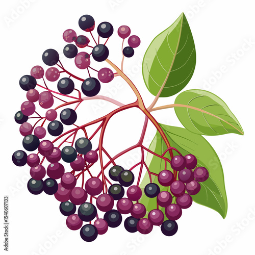 bunch of red grapes