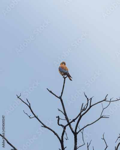 Cernicalo americano, halcon colorido sobre la cima de un arbol de ramas secas, por detras el cielo azul photo
