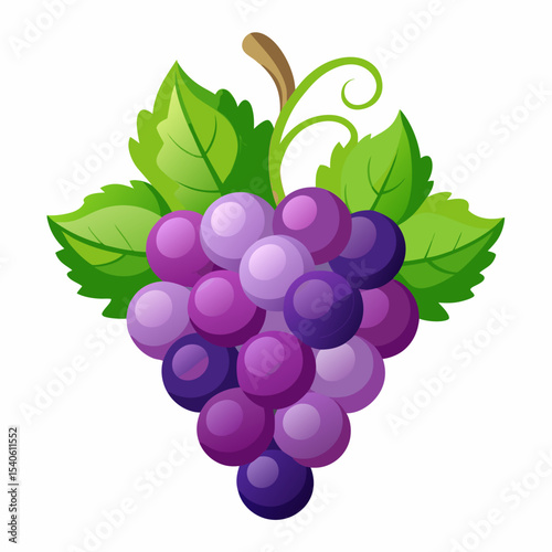 grapes vector illustration
