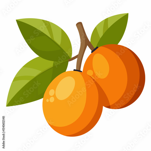 vector illustration of ripe apricots