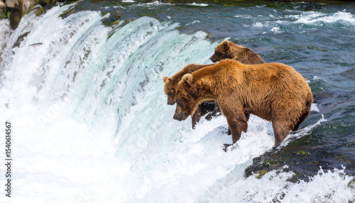 Wallpaper Mural Three Brown Bears Fishing at Waterfall in Nature Scene Torontodigital.ca