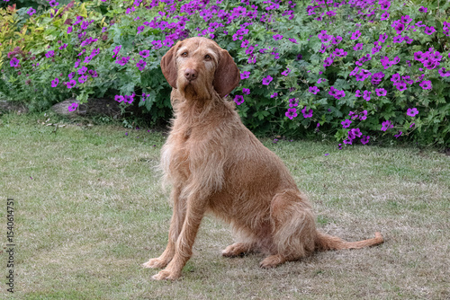 wire haired Vizsla in the garden