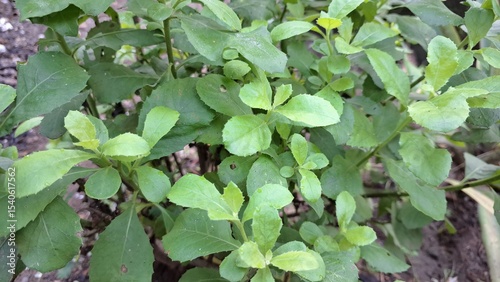 Wallpaper Mural Aromatic Green Pluchea Indica (Indian Camphorweed) Leaf Close-Up: Highlighting its Texture and Medicinal Properties for Herbal Remedies and Botanical Illustrations Torontodigital.ca