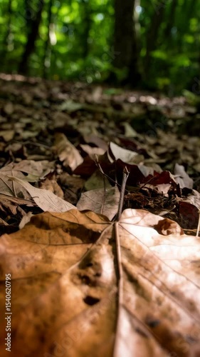Close-up of a dried autumn leaf on the forest floor with a blurry background of green foliage and trees in natural sunlight.