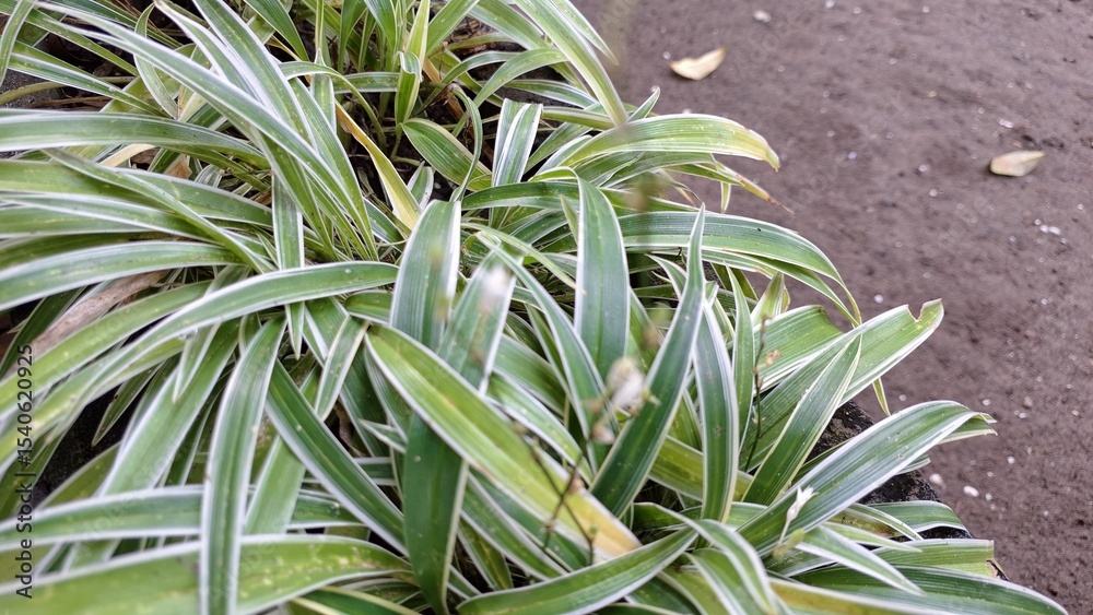 Obraz premium Vibrant Green and White Spider Plant Foliage: Close-Up of Lush Leaves (Chlorophytum comosum), a Low-Maintenance Indoor Houseplant for Natural and Easy Home Decorating