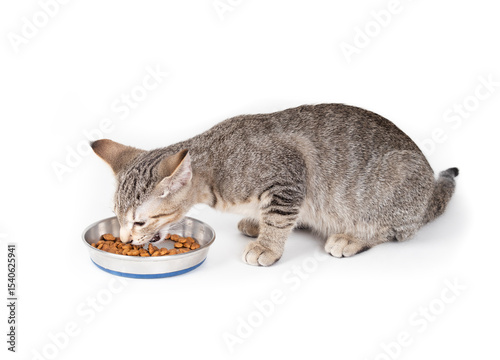 Cat eating kibbles from bowl. Front view of cute tabby cat crouching behind dry food pieces. Concept for how much to feed kittens. 3 months old, female short hair cat, ticked tabby. Selective focus.