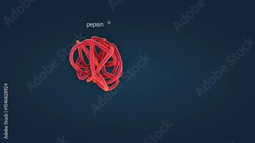  Mechanism of digestion of protein