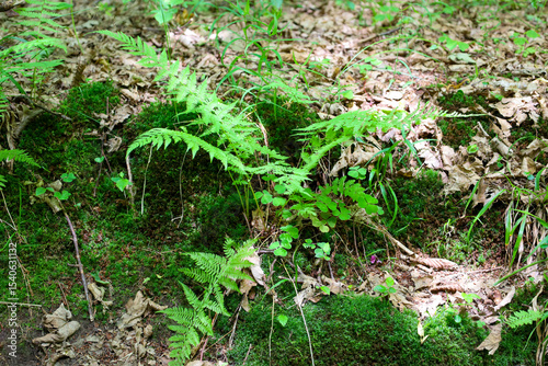 Young green ferns grow among moss and dry leaves on the forest floor. This natural scene shows the rich vegetation of the forest bottom, creating a sense of coziness and tranquility in the forest envi