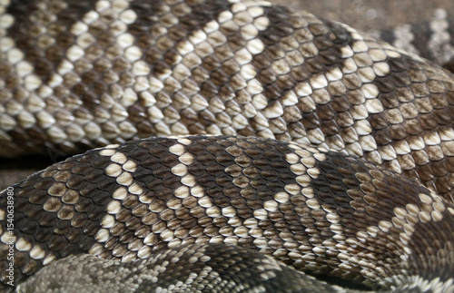 The Rattlesnake's scales - New Mexico