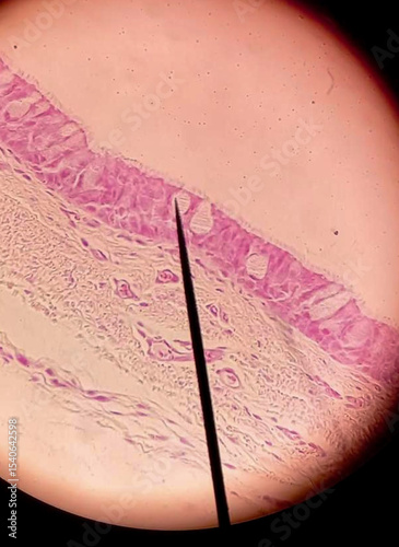 Micrograph of pseudostratified columnar epithelium on histological slide. photo
