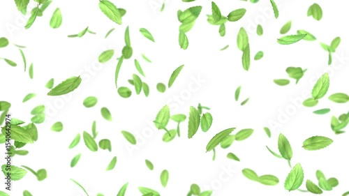 Wallpaper Mural Looping Slow Motion 3D Animation of Falling Green Leaves Isolated on White Background Torontodigital.ca