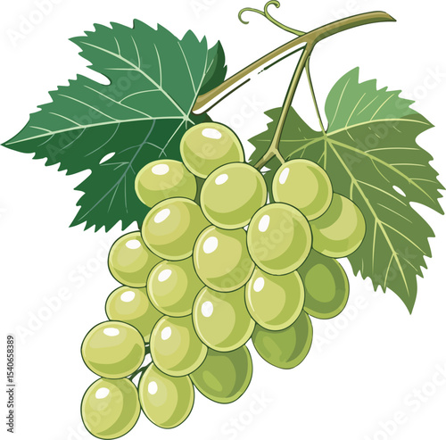 bunch of green grapes