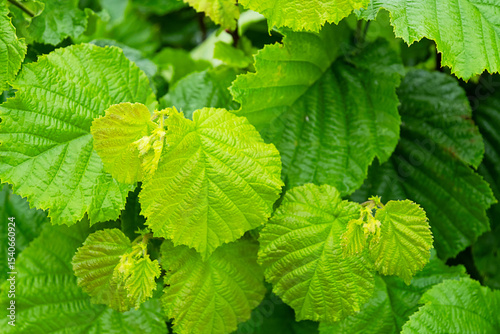 Green Hazelnut Lush Foliage of Common Hazel Bush. Natural Background.